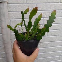 フィッシュボーンカクタス② サボテン 観葉植物