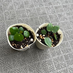 ピレアペペロミオイデス