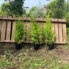 観葉植物　高さ約８５センチ　お得なゴールドクレスト３鉢セット
