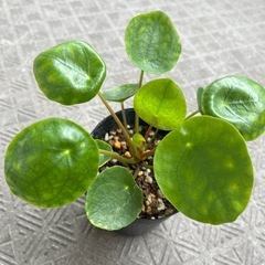 ピレアペペロミオイデス(大)の画像