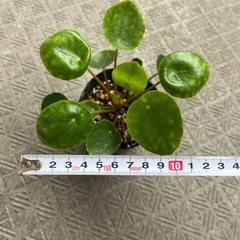 ピレアペペロミオイデス(大)の画像