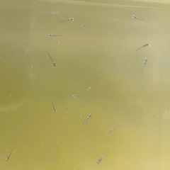 サバの極みメダカ針子25-4