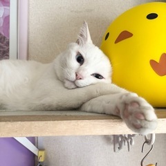 白猫　7歳
