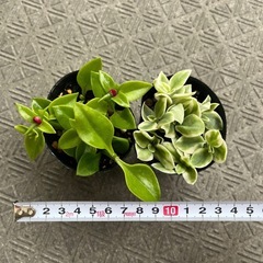 ベビーサンローズ　の画像