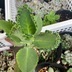 ランキングキーワードに紐づく投稿画像-多肉植物