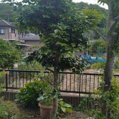 庭木の画像