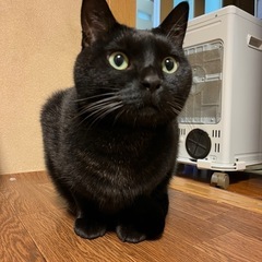7歳　甘えん坊黒猫の里親様募集です！