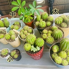 【値下げ中】サボテン　寄せ植えの画像
