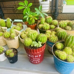 【値下げ中】サボテン　寄せ植えの画像