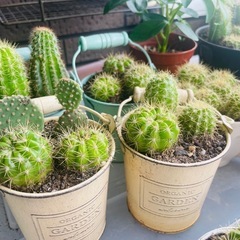 サボテン　寄せ植え