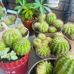 【値下げ中】サボテン　寄せ植えの画像