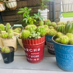 【値下げ中】サボテン　寄せ植えの画像