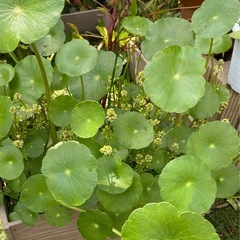 水草　ウォーターマッシュルーム