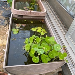 水草　ウォーターマッシュルームの画像
