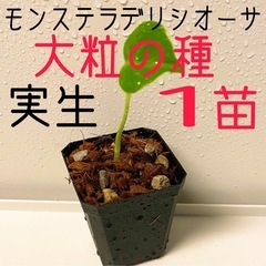 大粒のモンステラデリシオーサの種から生育した実生です！1苗（株）⑦