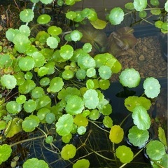 水草　ウォーターマッシュルームの画像