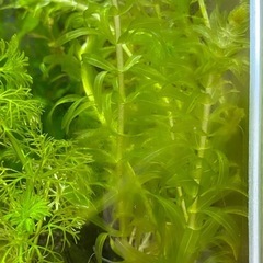 無農薬　アナカリス　増量中の画像