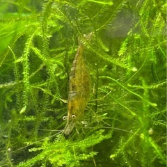 無農薬　アナカリス　増量中の画像