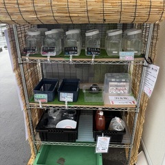 めだか無人販売SUNの画像