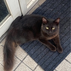 甘えん坊な、黒猫ちゃん