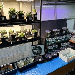 金魚&メダカ販売の画像