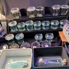 金魚&メダカ販売の画像