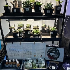 金魚&メダカ販売の画像