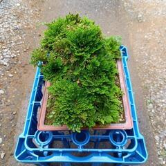4番～盆栽～岩松の画像