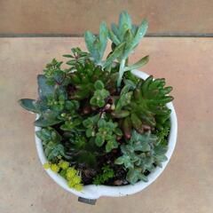 多肉植物＆セダム寄せ植え①

の画像