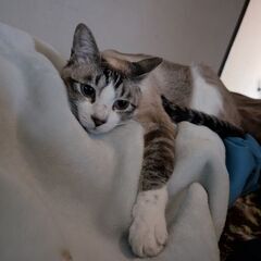 迷い猫