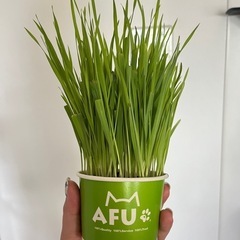 猫草