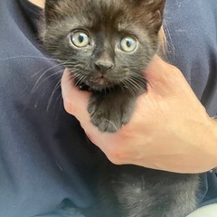 １ヶ月の子猫