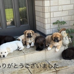 4/3生まれ子犬