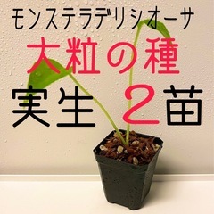 大粒のモンステラデリシオーサの種から生育した実生です！2苗（株）Ａ③