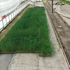 長ネギの苗お譲りします🙇⤵️の画像