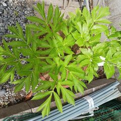 無料　去年植えた明日葉　アシタバ