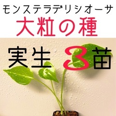 大粒のモンステラデリシオーサの種から生育した実生です！3苗（株）③