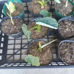 里芋(土垂)の苗11本最終処分。 の画像