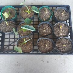 里芋(土垂)の苗11本最終処分。 の画像