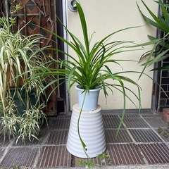 観葉植物 【丈夫で希少】青オリヅルラン 高さ約50cm（斑なしタ...