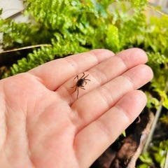 バンパイアクラブ 夏休みの自由研究の画像