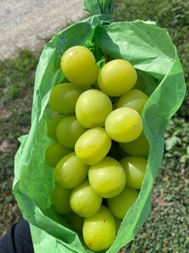 【訳あり】シャインマスカットレーズン業務用