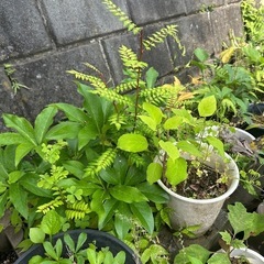 限定1本⭐️ 山椒の苗　サンショ