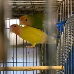 小桜インコペア大きくなったので大特売で