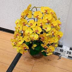 0529-008 胡蝶蘭