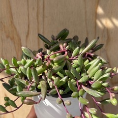 多肉　多肉植物　ルビーネックレスの画像
