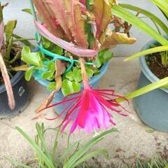 花鉢