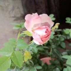 ミニ薔薇２鉢ピンクとややクリーム色の白