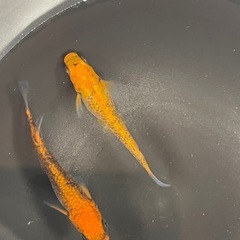 紅薊　メダカ　ワンペア
の画像