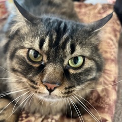 雑種の成猫ちゃんです！